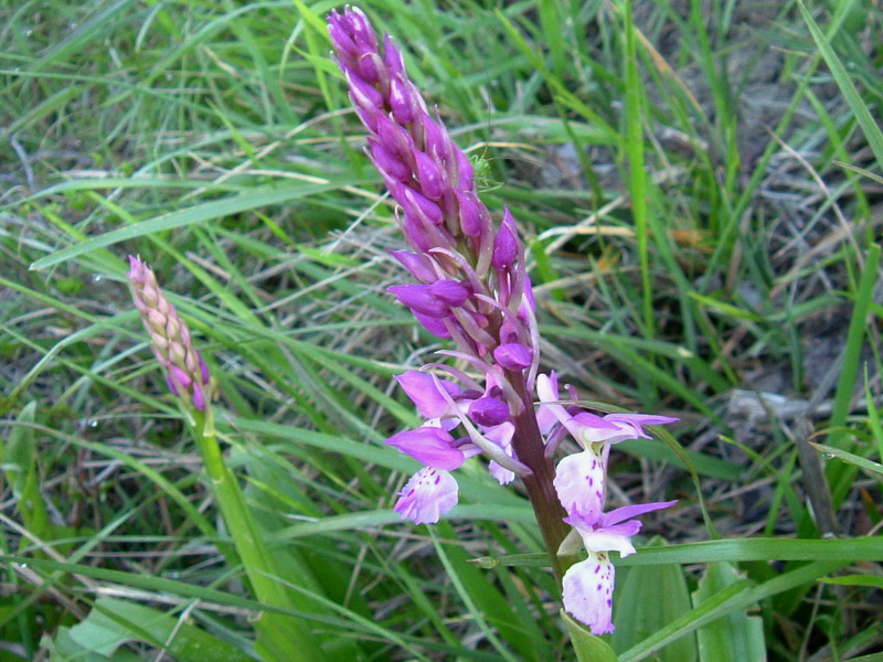 Orchis mascula